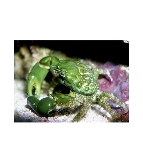 (of maia sculptus lamarck, 1818) lamarck, j.b. Mithraculus sculptus - Emerald Crab