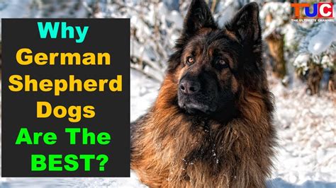 Why German Shepherds Are One Of The Best Dog Breeds Tuc Youtube