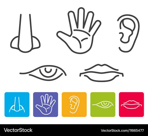 Five Human Senses Smell Sight Hearing Taste Vector Image