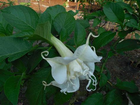 They are woody trees or shrubs, with pendulous flowers, and have no spines on their fruit. Fontainebleau - Brugmansia Growers International