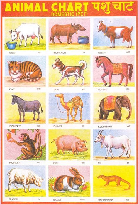 Domestic Animals Name Chart Toppers Bulletin