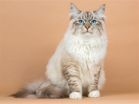 Siberian Cat Breed Info Characteristics And Temperament
