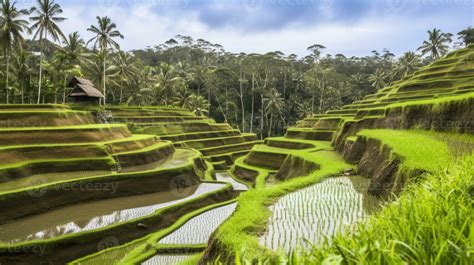 Cultural Landscape Of Bali Subak Irrigation Sy Unesco Natural Trust Ai Generated