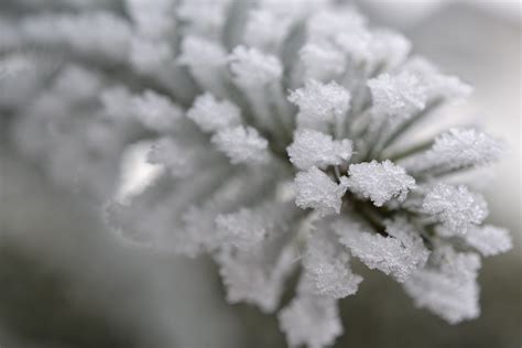 Free Images Nature Snow Cold Winter Black And White Plant Fog