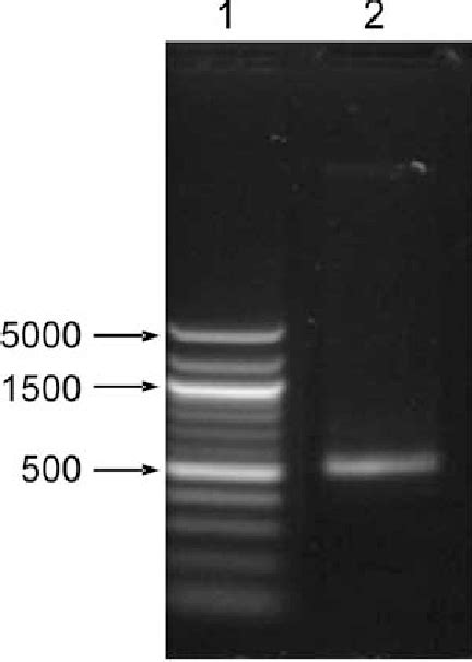 Pcr Amplification Of 16s Rrna Of The Isolate Lane 1 Generuler 1 Kb
