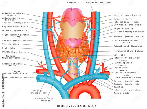 Vecteur Stock Blood Vessels Of Neck Neck Anatomy Of Circulatory System