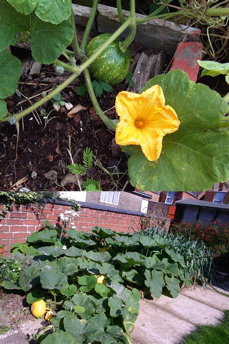 How To Grow Pumpkins In Pots An Ultimate Guide To Grow Pumpkins In