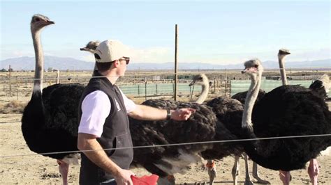 American Ostrich Farms Kickstarter Campaign Full Video Youtube