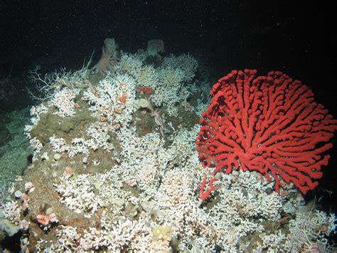 Nccos Investigates Ocean Acidification Effects On Deep Sea Coral