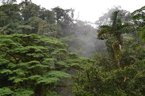 Le Costa Rica Compte Deux Fois Plus De Forêts Quil Y A 30 Ans