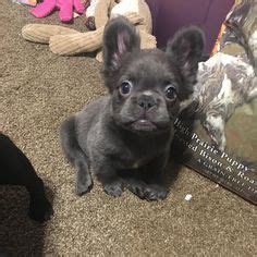 Their rareness makes them so appealing, and some long haired like a typical french bulldog, long haired frenchies are affectionate, charming, and will make great pets, but they will require more effort to. Good night Long Haired French Bulldog Puppy, (he's Long ...