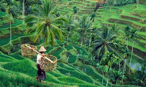 All You Need To Know About Tegalalang Rice Terrace In Ubud Bali Bali Tour Packages Rice