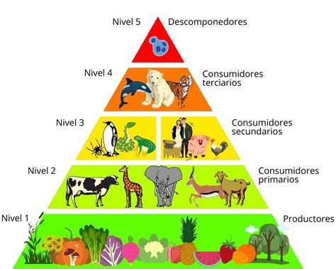 Cadena Alimenticia Importancia