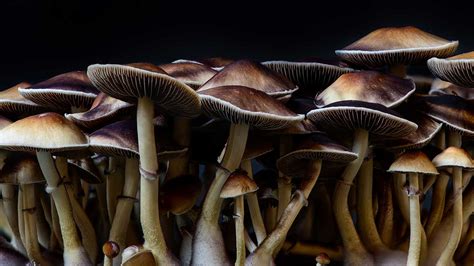 Hallucinogens Types Effects And Risks Northeast Addictions