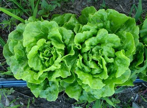 Tom Thumb Heirloom Lettuce Smart Seeds Emporium