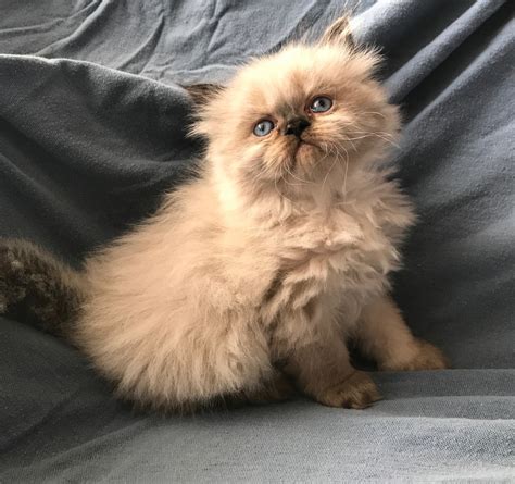 This means that their diet consists mostly of meat. Himalayan Persian Cats For Sale | Palmdale, CA #275468