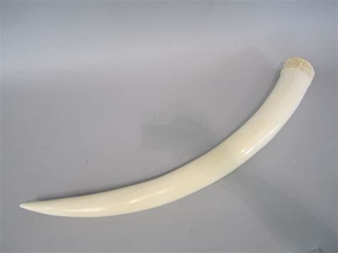 A87 15 Uncarved Pre Ban Elephant Ivory Tusk Apr 07 2013 Don