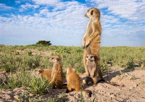 Makgadikgadi Pans National Park Mammals Photos Pictures Images