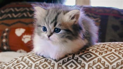 7,688 likes · 2,689 talking about this. Milo - 5 week old tiny little munchkin kitten http://ift ...