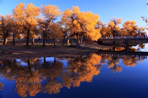 Nature Waters Autumn Trees Reflection In Water Hd Nature 4k