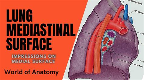 Lung Mediastinal Surface Impressions On Medial Surface World Of