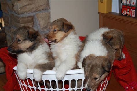 “lassie” rough collie puppies go pups