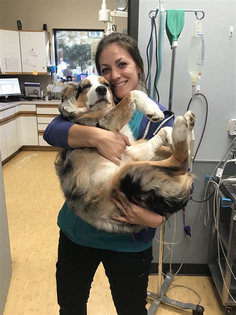 Excellent healthcare for your pet at our clinic bloomfield animal hospital in lakewood ca through veterinarian dr. Fox Hollow Animal Hospital - Lakewood, CO