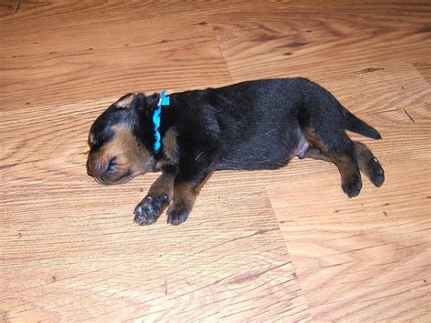 Choose from huge ranges of designs today! newborn rottweiler puppy picture.jpg (3 comments) Hi-Res ...