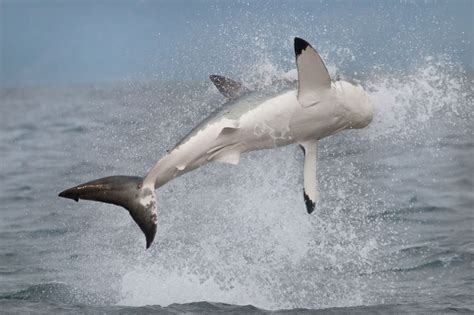 Shark Jumps Out Of Water To Attack Decoy Seal Mirror Online