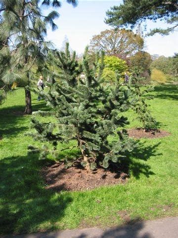 Bristlecone pines often grow in clonal colonies, where trees now alive developed as shoots from older growth; Pinus aristata 'Sherwood Compact' - The Site Gardener