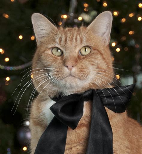 Orange Tabby Cat Stock Photo Image Of Christmas Fluffy