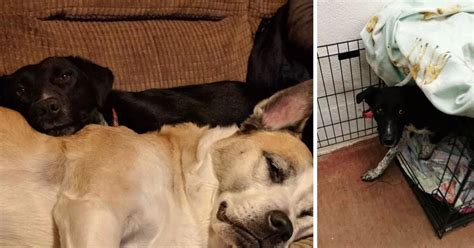 The Traumatised Dog Nobody Wanted Finally Finds His Forever Home