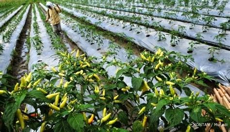 Cara Berkebun Cabe Yang Benar Cabe Tanaman Lahan Pengolahan Menanam