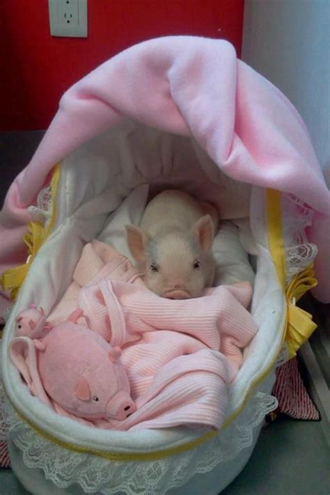 Pig In His Bed With More Pigs Baby Pigs Baby Animals Cute Piglets
