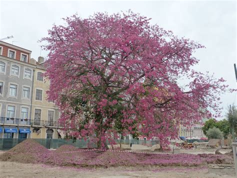 Ceiba Speciosa Pink Silk Floss Tree Lepreskil Flickr