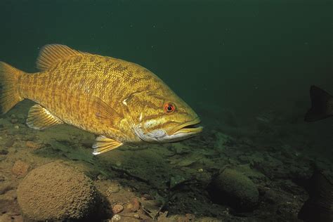 Smallmouth Bass Wallpapers Wallpaper Cave