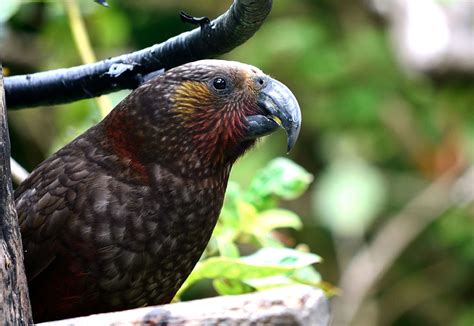 Island Conservation Climate Change Threatens New Zealand Wildlife