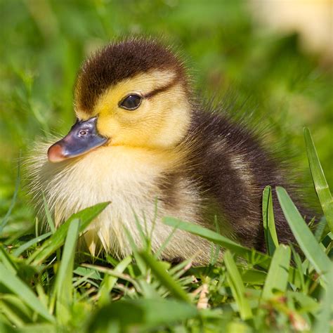 Baby Duck Photograph By Stephanie Hayes