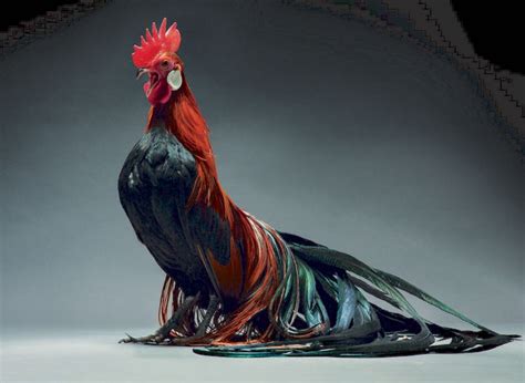 Beautiful Rooster With Long Iridescent Tail Feathers Photo Moreno