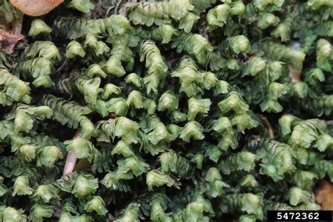 Here is a short guide which will help make things easier for you to some extent. three-lobed liverwort, Bazzania trilobata (Jungermanniales ...