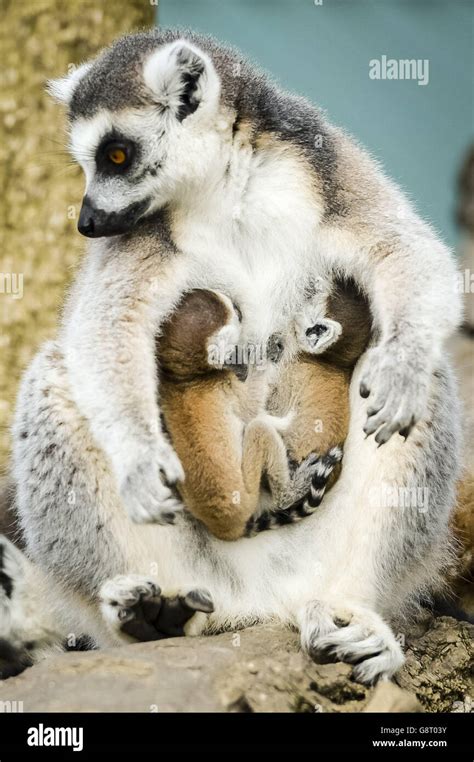 Rare Twin Ring Tailed Lemurs Born At Bristol Zoo Stock Photo Alamy