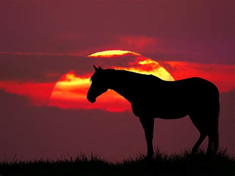 Horse Sunset Meadow Nature Free Stock Photo Public Domain Pictures