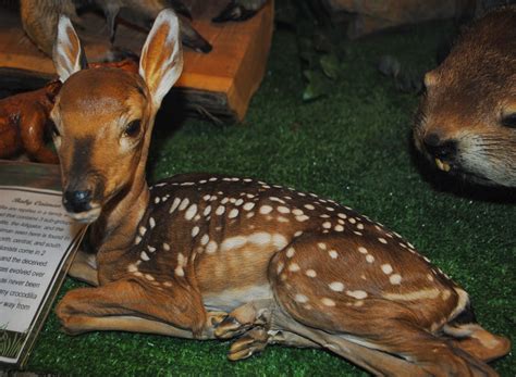 The Carpetbagger: North Carolina Taxidermy Hall of Fame, Creation and