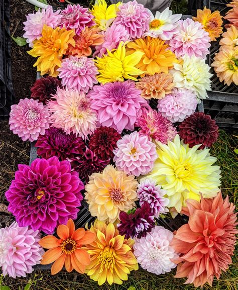 Digging Up And Storing Dahlia Tubers For Winter The Martha Stewart Blog