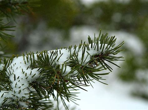 Free Picture Conifers Snow Snowy Evergreen Green Leaves