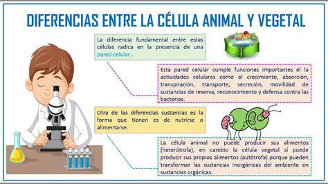 Diferencias Entre La CÉlula Animal Y Vegetal Para NiÑos Youtube