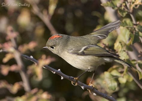 Foot Color Variations In Ruby Crowned Kinglets Feathered Photography