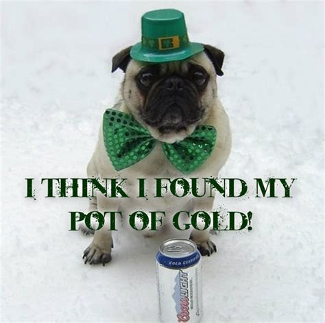 Funny St Patricks Day Pug Dog Meme Laughing Photo 33928808 Fanpop