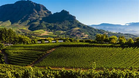 The Best Wine Farms In And Around Cape Town