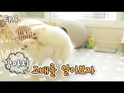 ① 아 어 오 우 으 이 ② 마 머 모 무 므 미 나 너 노 누 느 니 라 러 로 루 르 리 ③ 아이 오이 이마 나이 누나 나무 오리 머리 무 우리 나라. 강아지들의 붕가붕가 | Lectures For Life | Online Video Lectures
